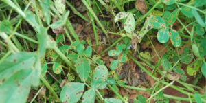 Read more about the article Major Pests and diseases of groundnuts and their control measures