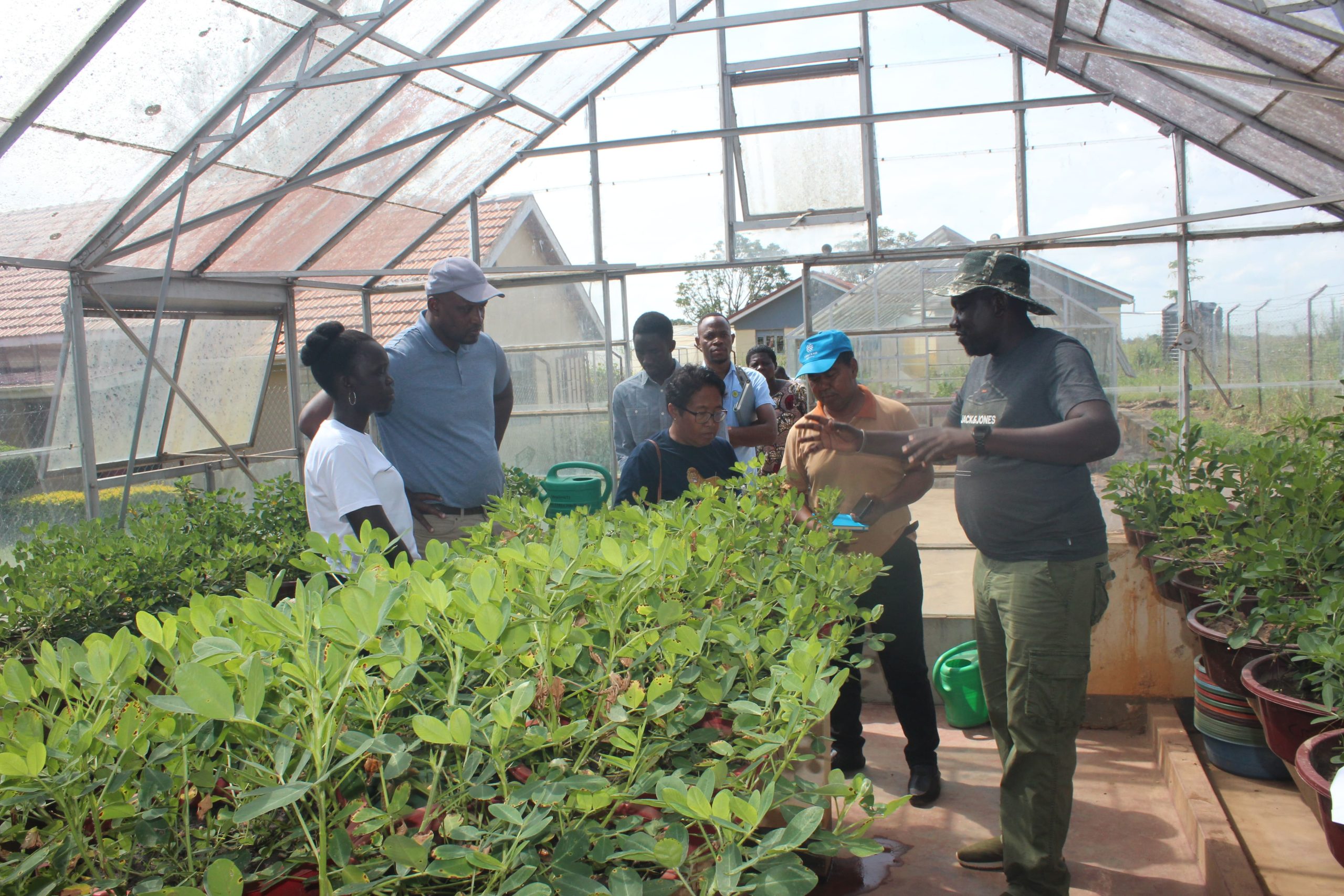 Read more about the article Groundnut Improvement Network for Africa (GINA) receives support from UGA for Breeding Climate Resilient Groundnut Varieties